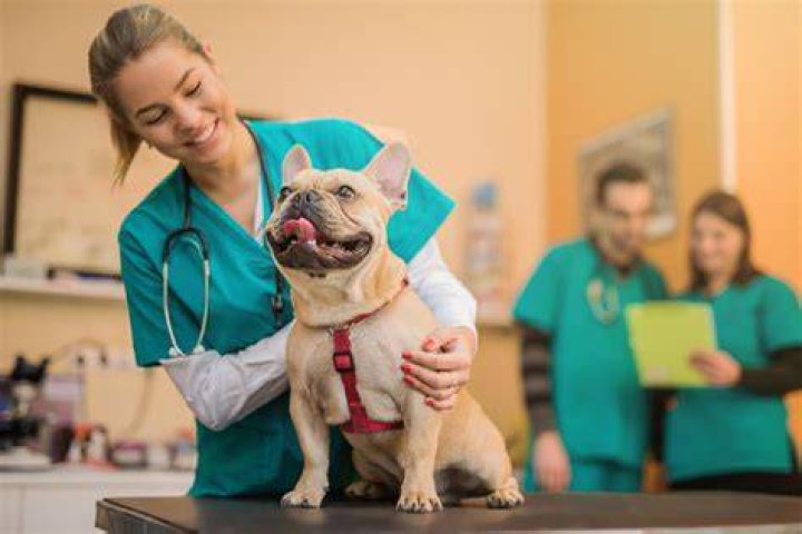 Vet's Best Flea and Tick Spot-on Drops (1)