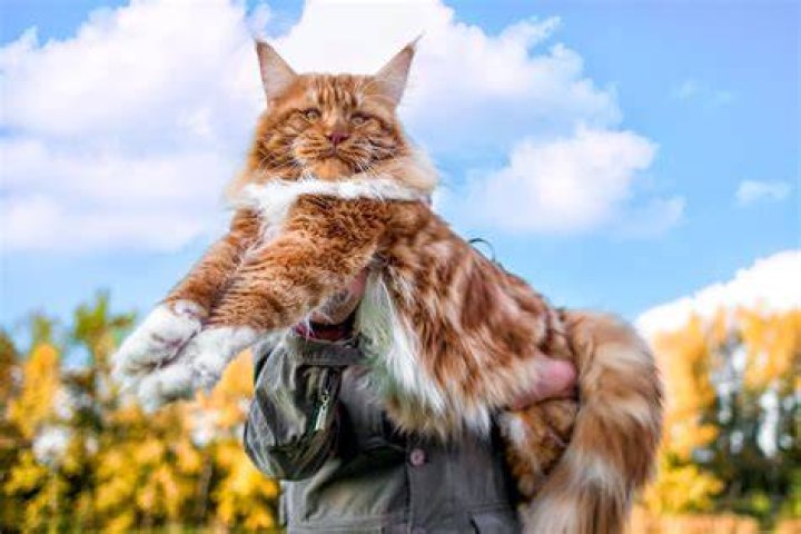 YSK that cats with long fur can hide how long their claws are getting